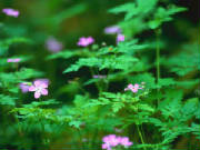 Flowers.jpg
